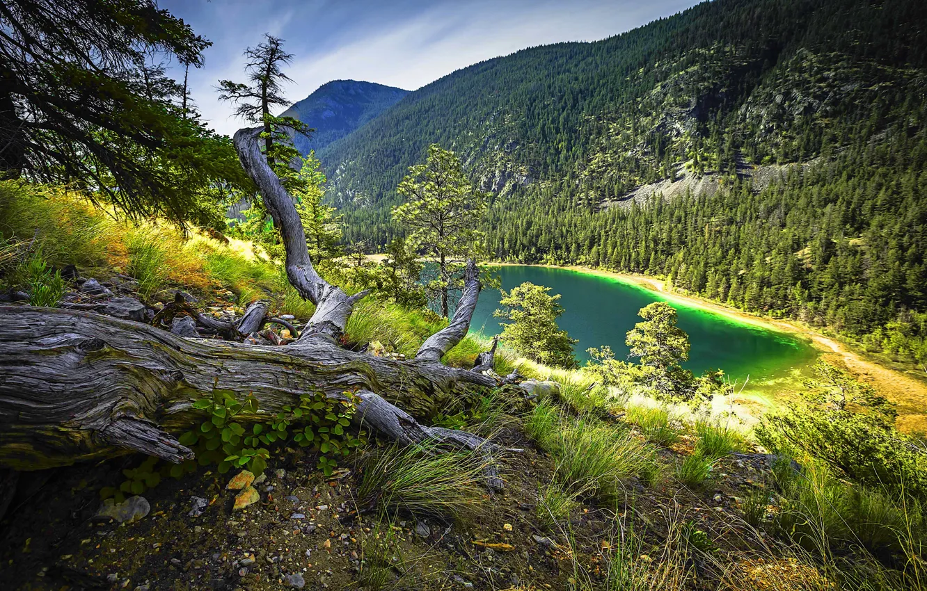 Photo wallpaper forest, trees, mountain, turquoise lake, dry grass