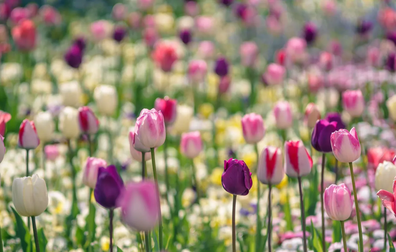 Photo wallpaper Park, paint, spring, petals, garden, meadow, tulips