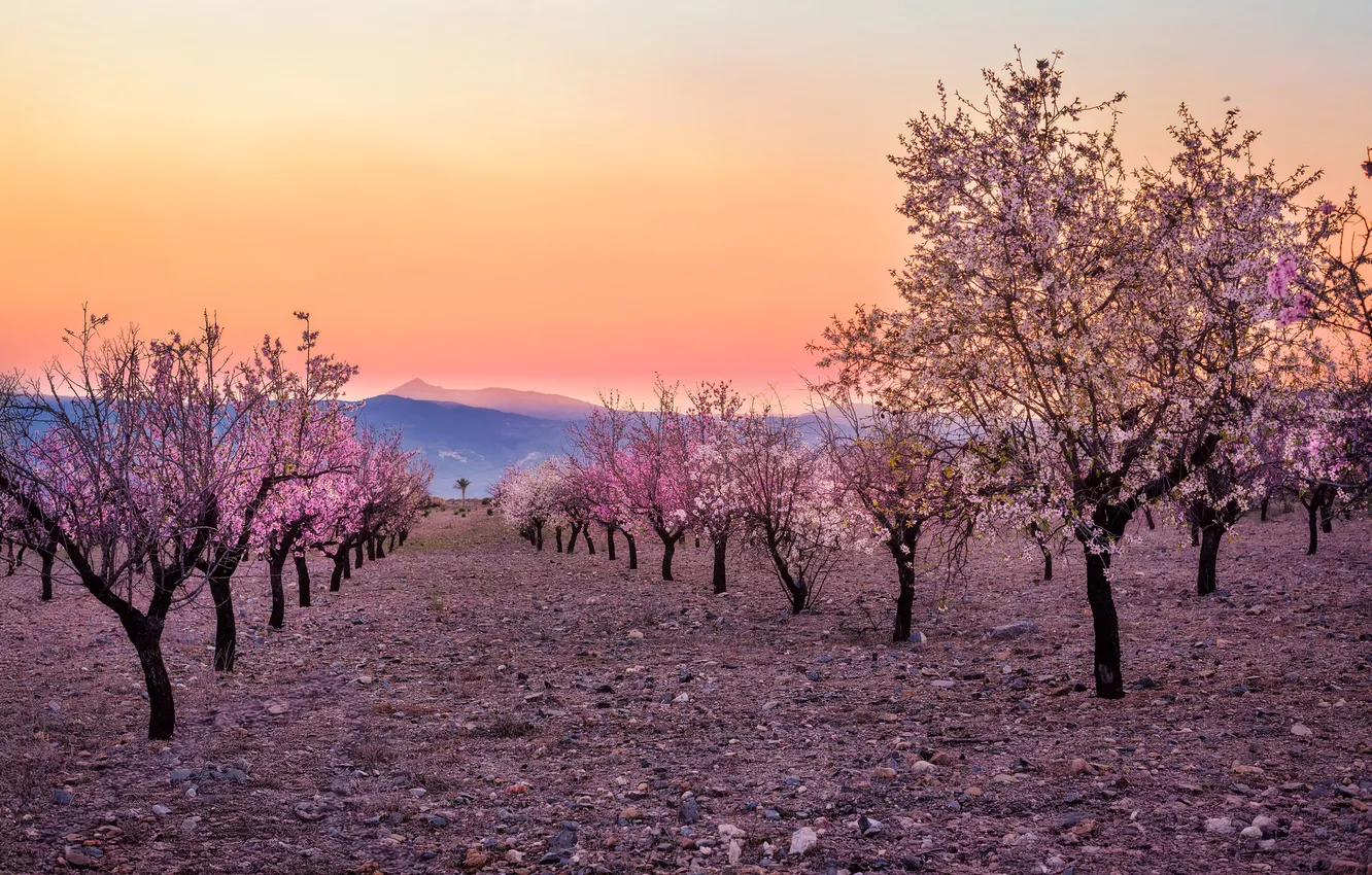 Photo wallpaper trees, mountains, spring, garden