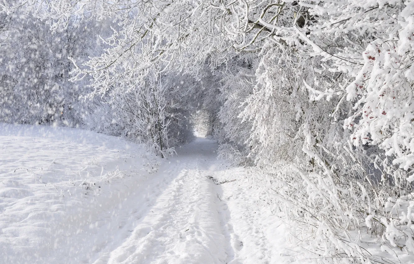 Photo wallpaper winter, road, forest, snow, trees, snowy