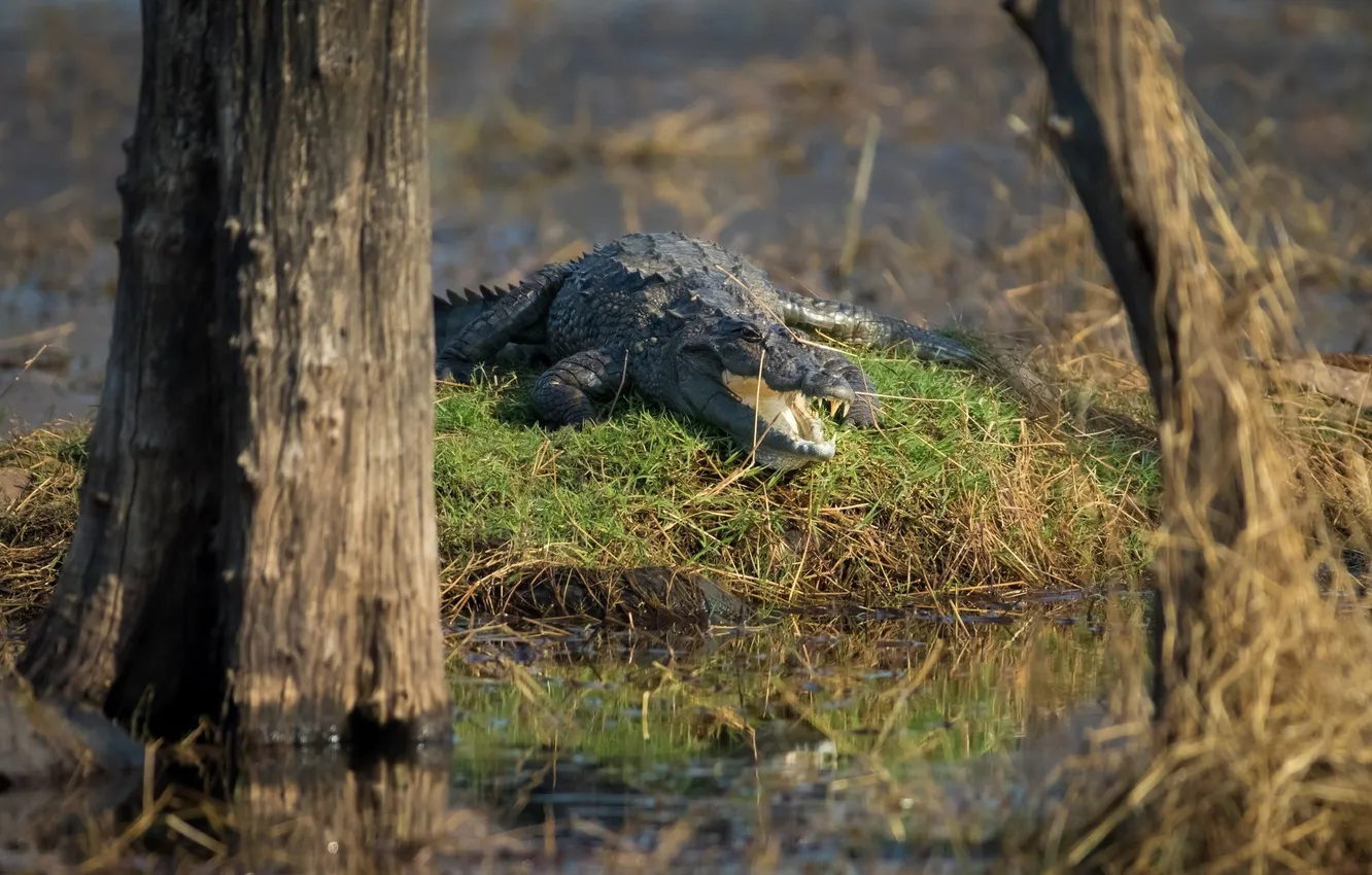 Photo wallpaper the sun, light, stay, swamp, predator, teeth, India, mouth