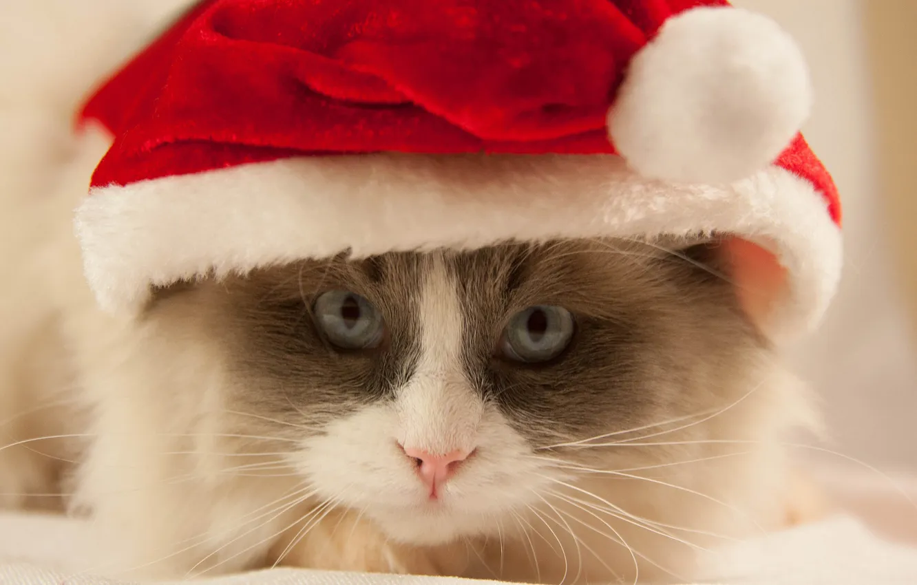 Photo wallpaper cat, cat, mustache, kitty, hat, red, cap, Christmas