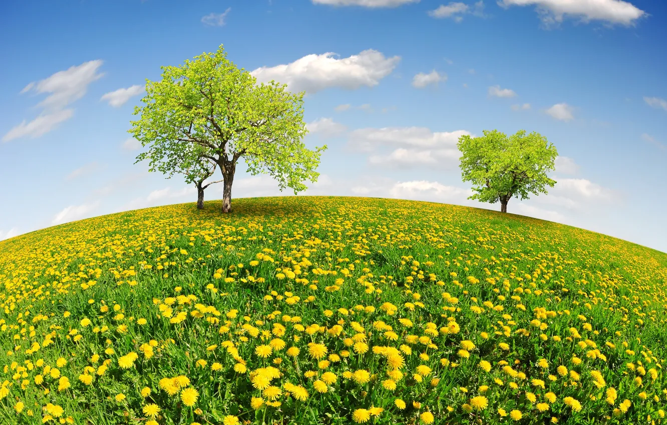 Photo wallpaper field, the sky, trees, dandelion, spring, meadow, sunshine, field
