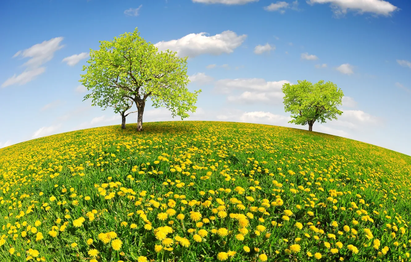 Photo wallpaper field, the sky, trees, spring, meadow, sunshine, dandelions, field