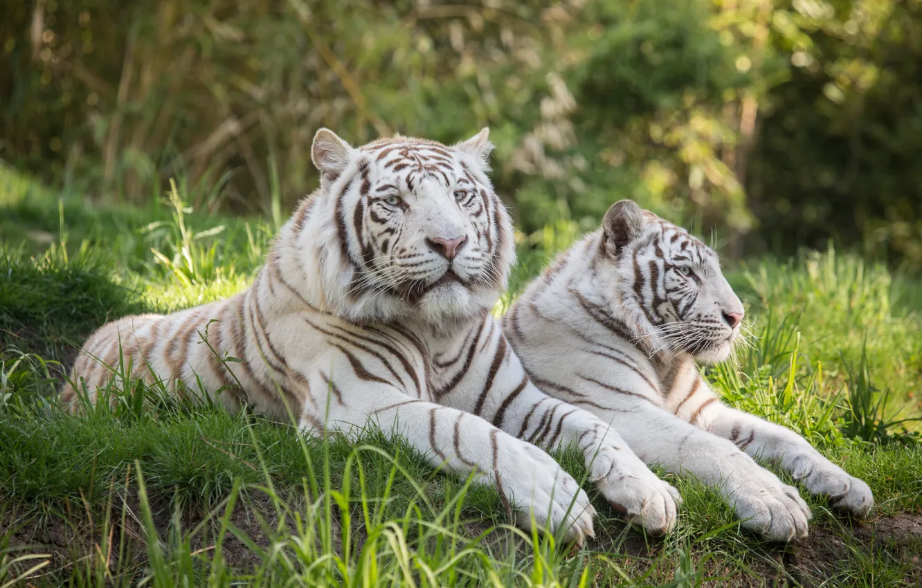Photo wallpaper cat, grass, stay, pair, white tiger