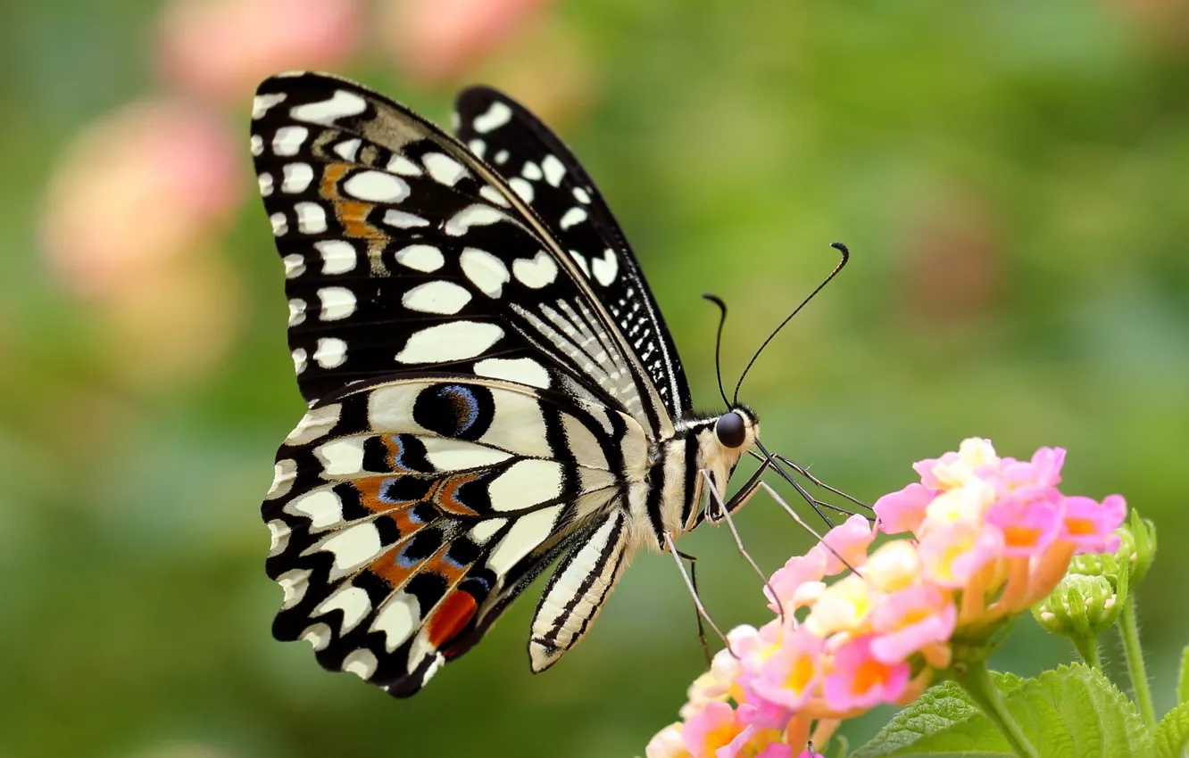 Photo wallpaper flower, butterfly, wings