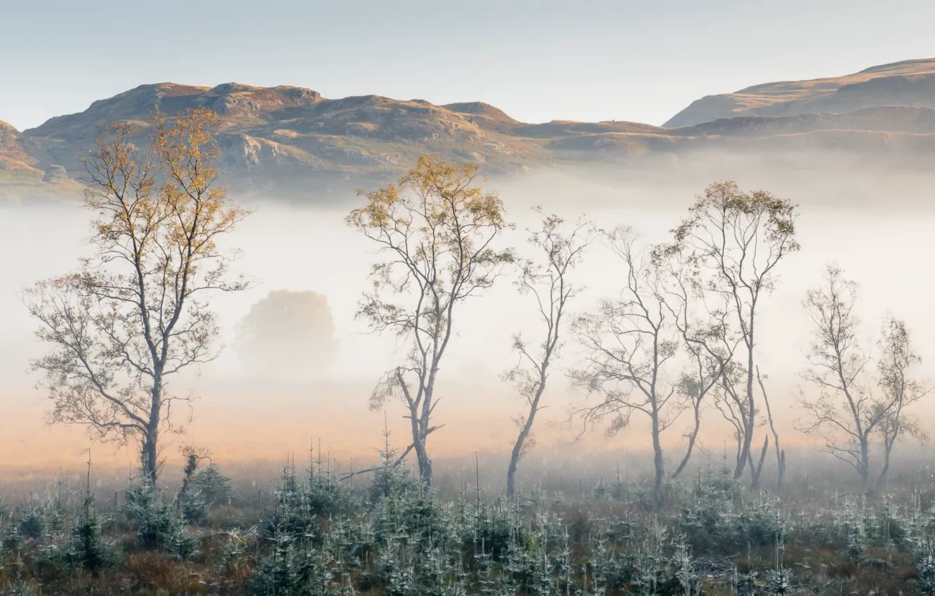 Photo wallpaper trees, fog, morning