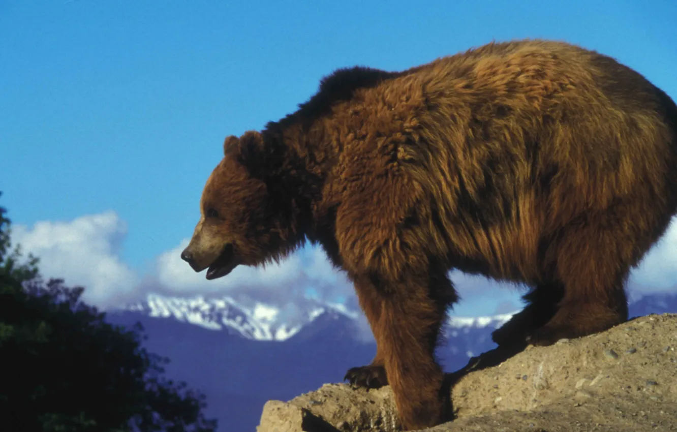 Photo wallpaper black, bear, brown, animal, Grizzly, carnivor