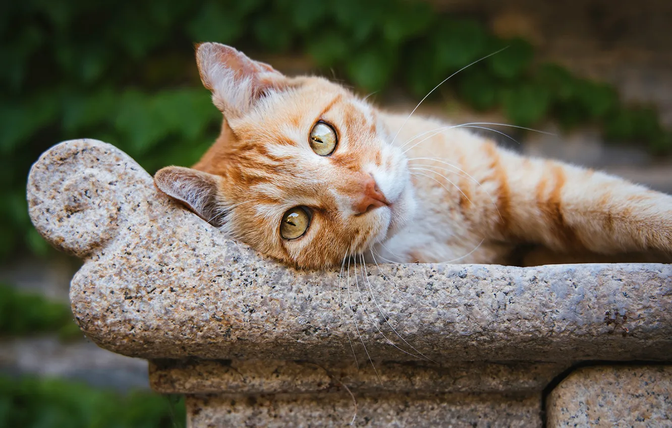 Photo wallpaper pose, look, cat, face, cat