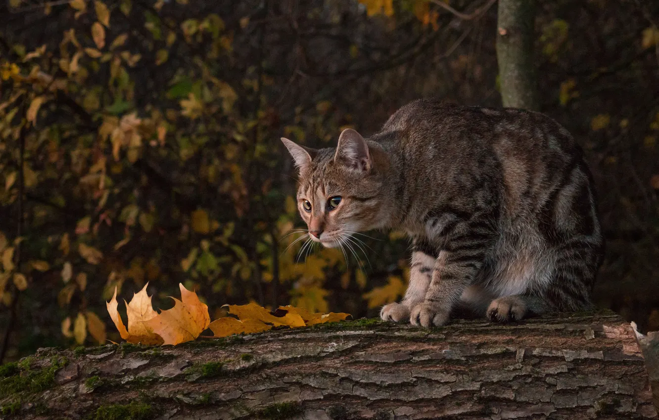 Photo wallpaper autumn, cat, cat, look, pose, log, face