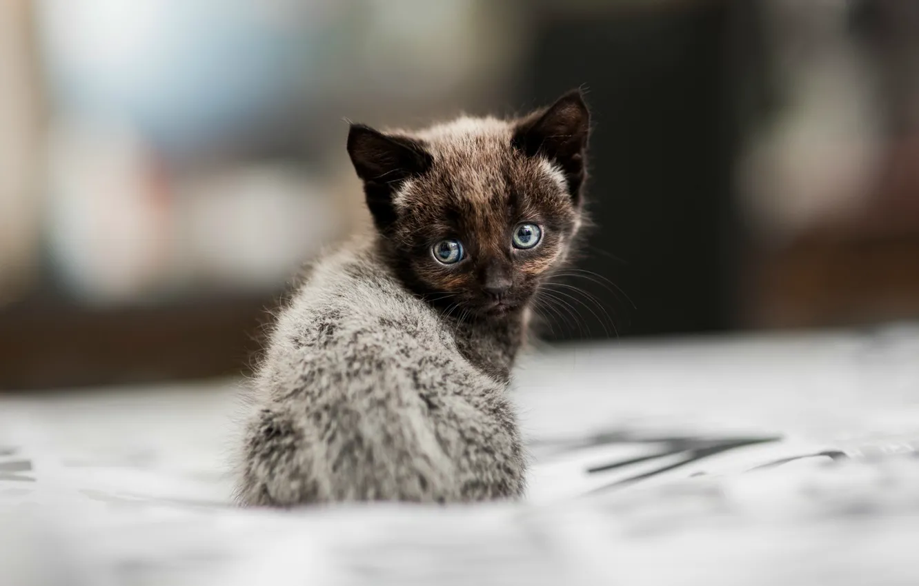 Photo wallpaper blur, kitty, sitting