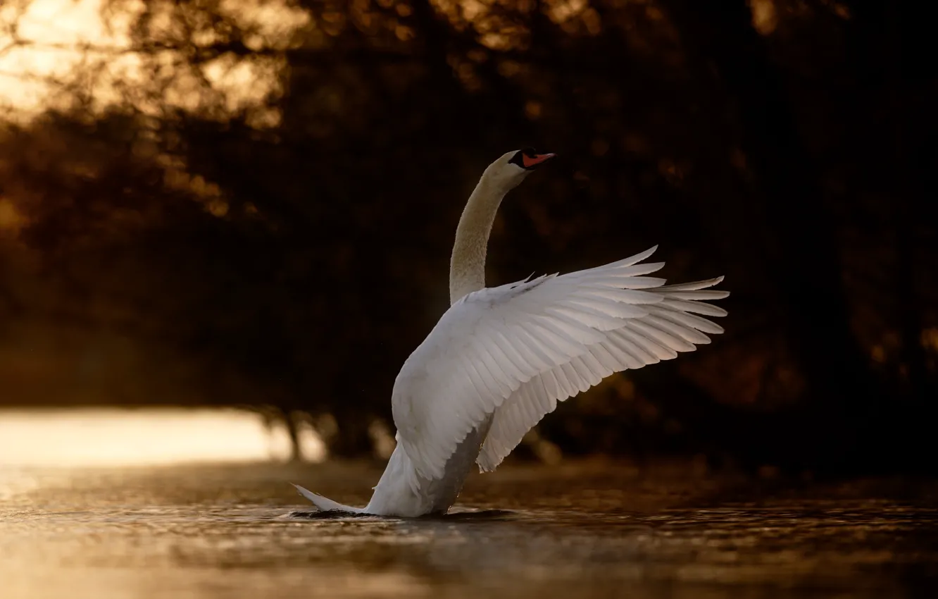 Photo wallpaper white, pose, the dark background, bird, swans, pond, flap