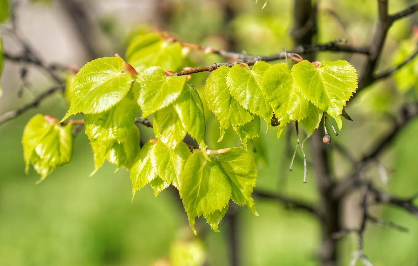Photo wallpaper leaves, green, spring