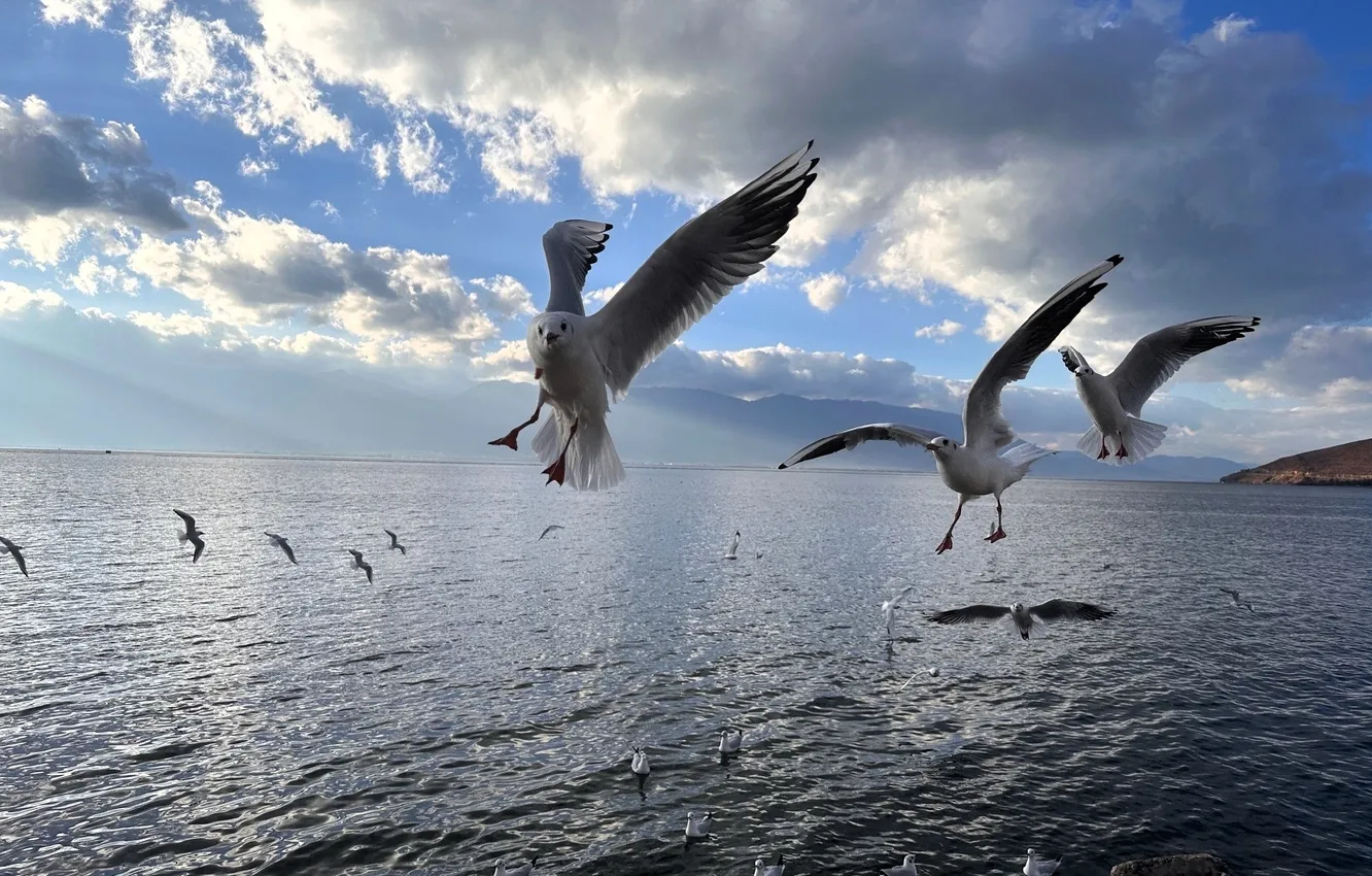 Photo wallpaper sea, seagulls, pack