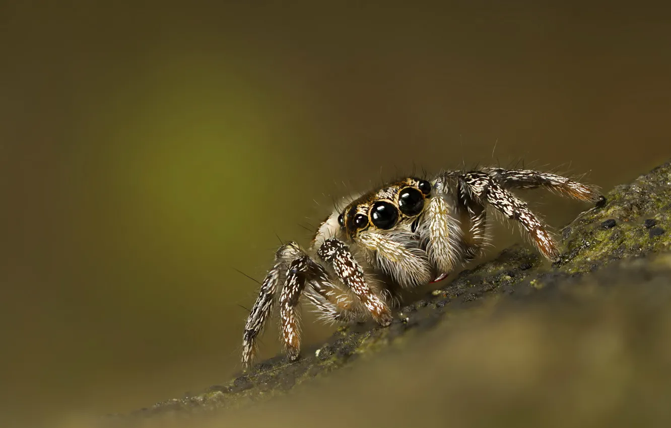 Photo wallpaper background, spider, jumper, jumper