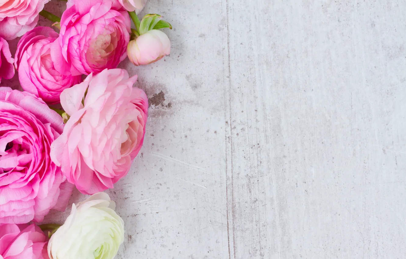 Photo wallpaper white, pink, pink flowers, flowers, beautiful, buttercups, ranunculus