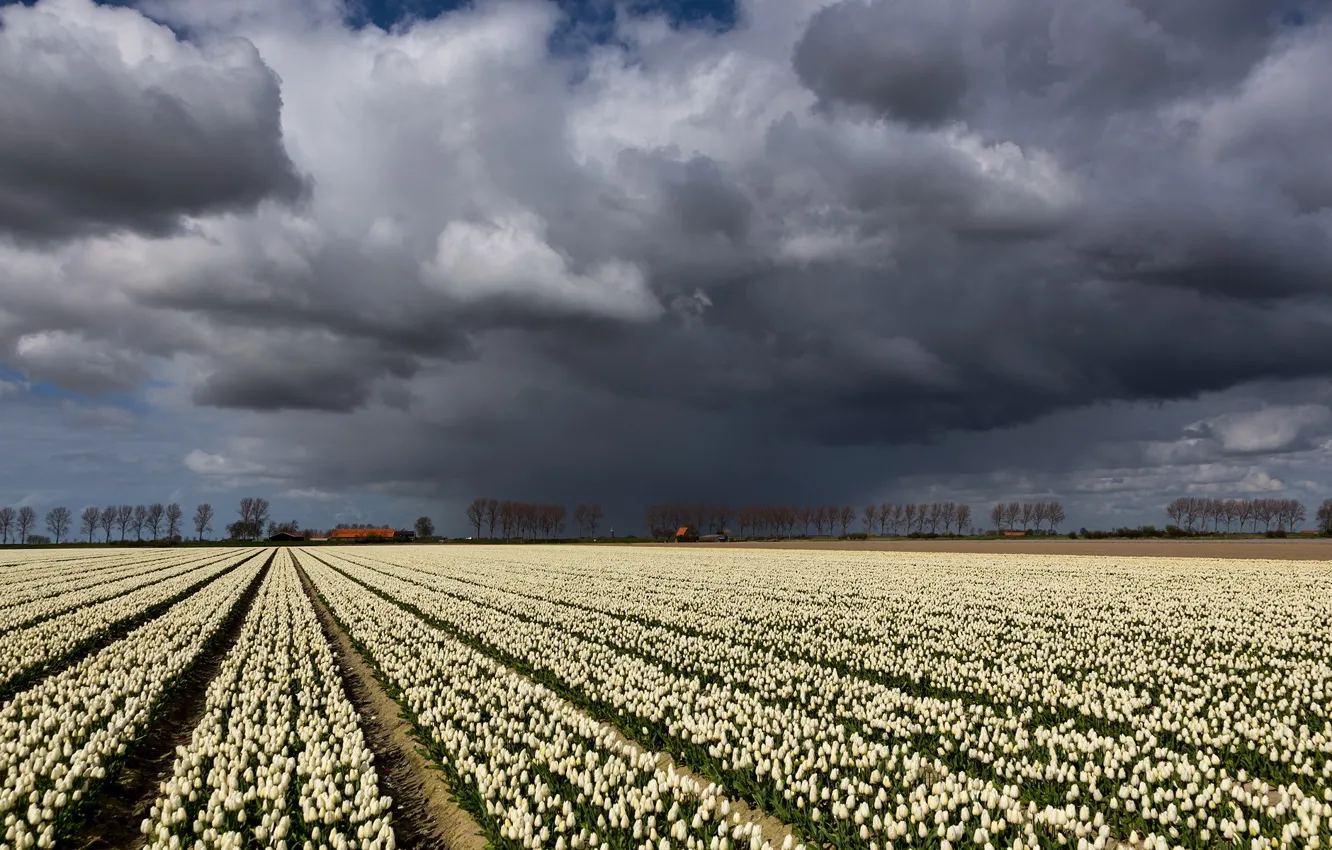 Photo wallpaper field, the sky, landscape, clouds, tulips
