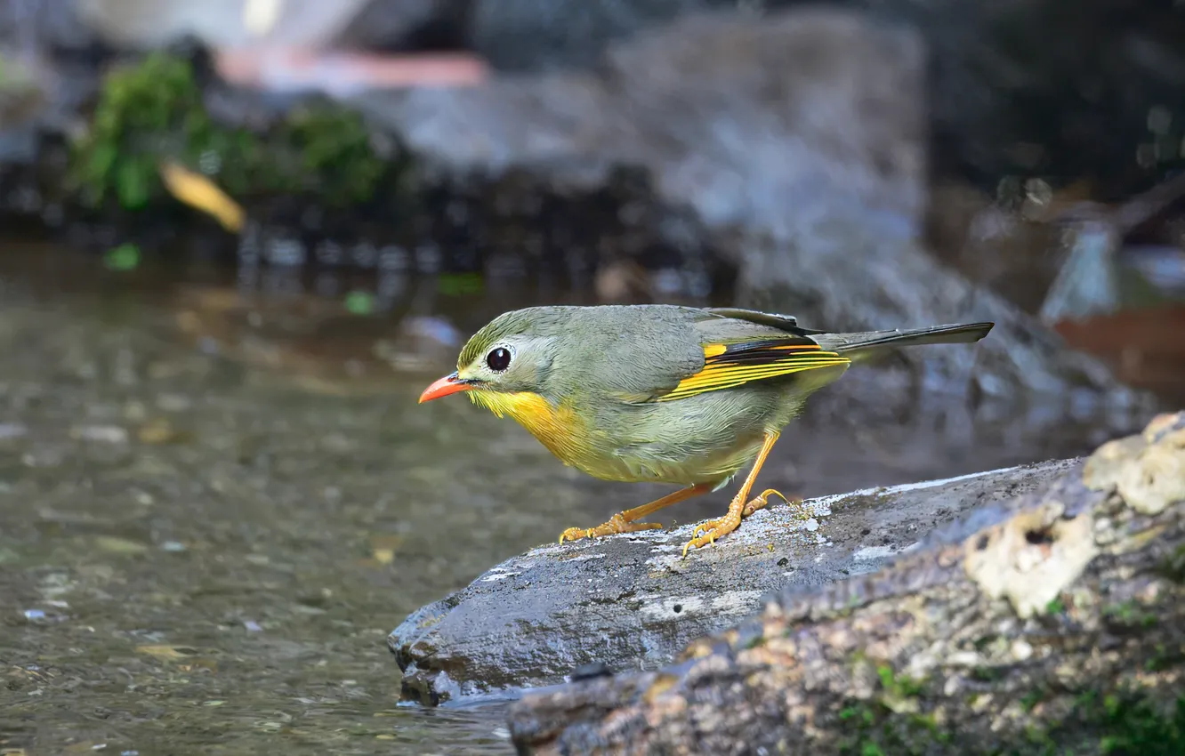 Photo wallpaper stones, bird, Pramod Bayya, Red-billed leiothrix, Red-billed leiothrix