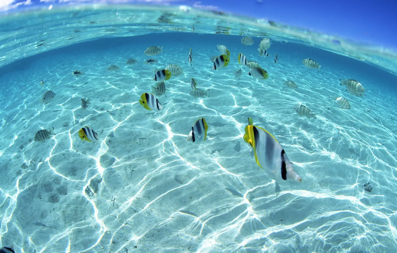 Photo wallpaper sea, fish, pack, shallow water