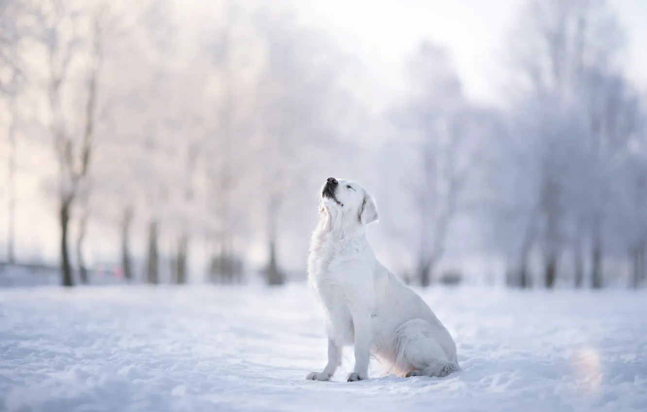 Photo wallpaper winter, frost, white, light, snow, trees, pose, fog