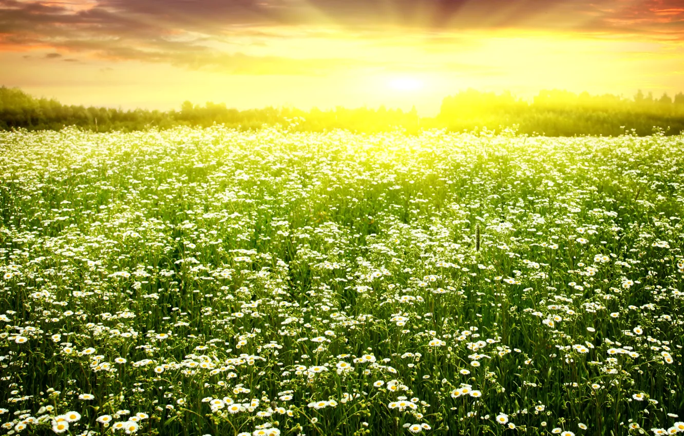 Photo wallpaper field, the sun, chamomile, spring, flowering, field, dazzling, Spring camomiles