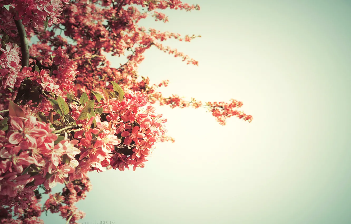 Photo wallpaper trees, color, spring, springtime