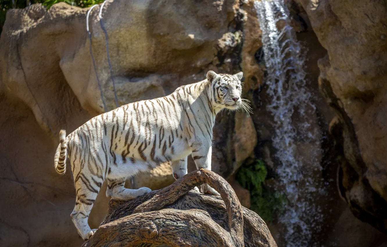 Photo wallpaper white, tiger, pose, rocks, waterfall, snag, zoo