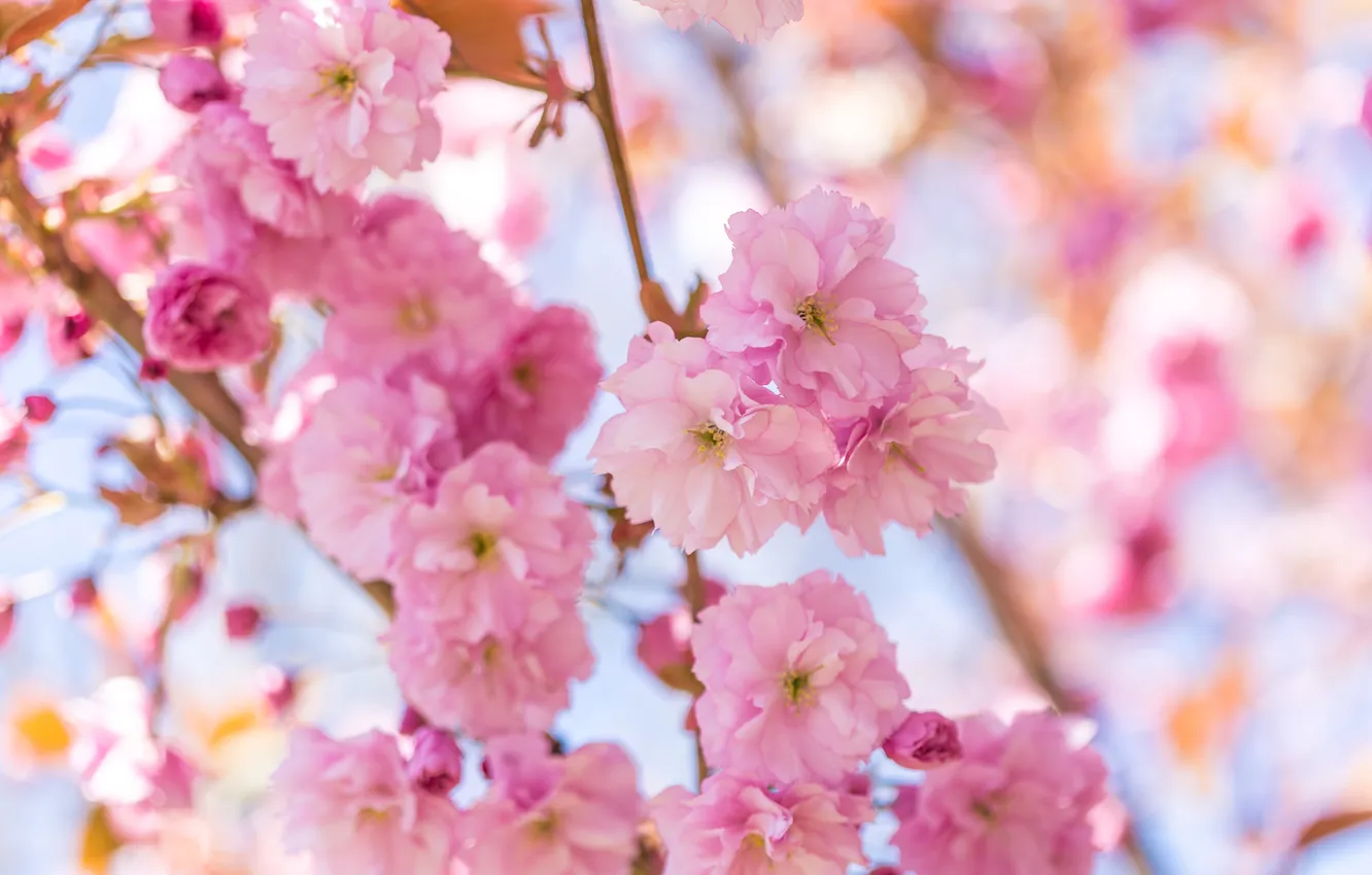 Photo wallpaper light, flowers, branches, spring, gentle, pink, flowering, almonds