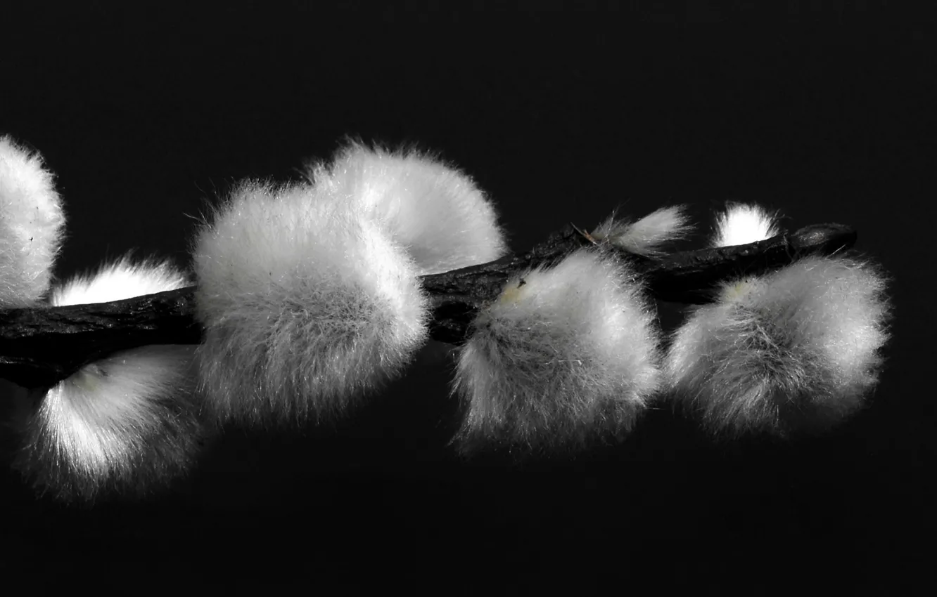 Photo wallpaper black and white, kidney, Verba