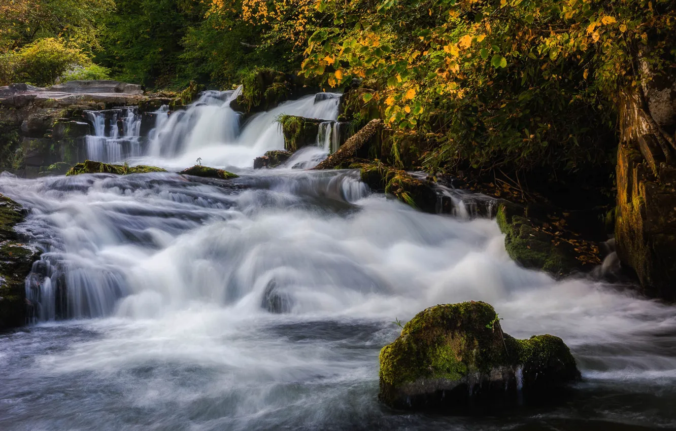 Photo wallpaper forest, rocks, shore, waterfall, stream