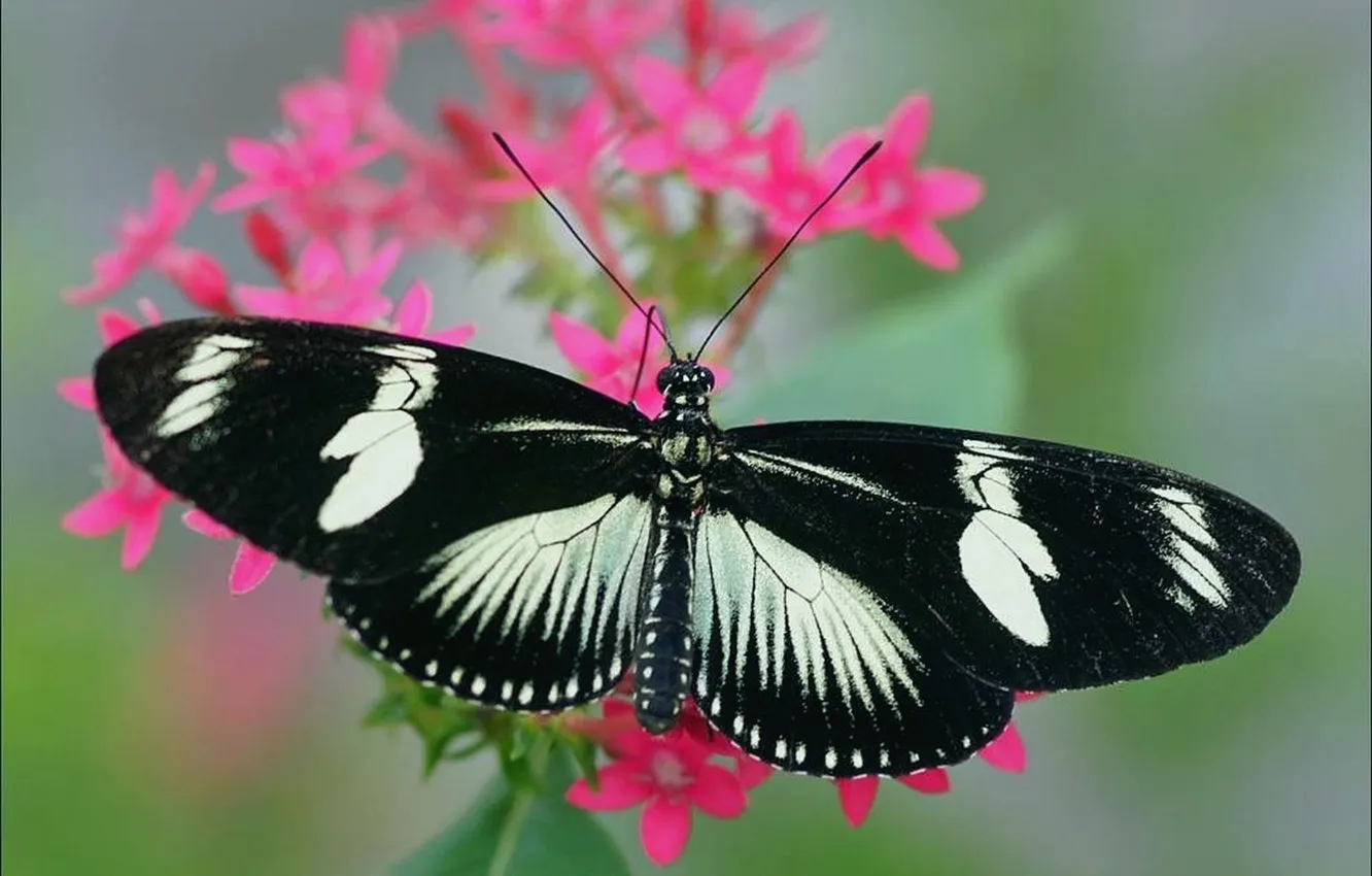 Photo wallpaper macro, butterfly, wings, beautiful, flowers, closeup