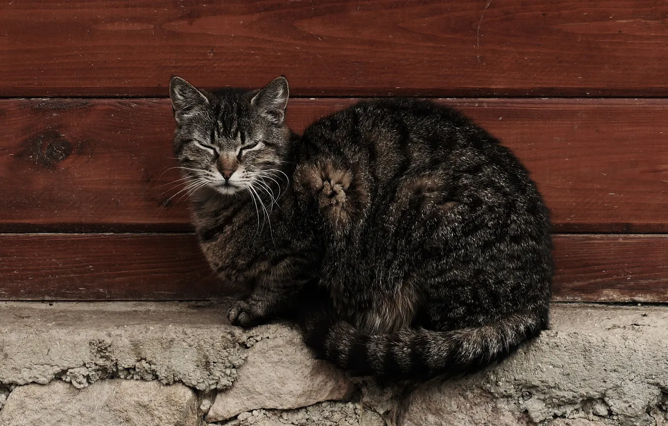 Photo wallpaper cat, wall, Koshak, Tomcat