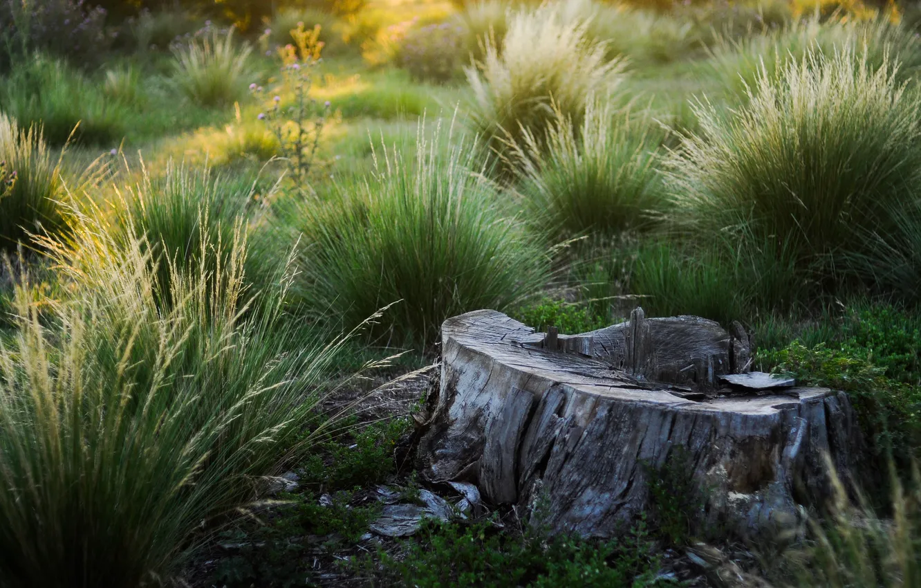 Photo wallpaper grass, nature, green, stump, lonely, Memories