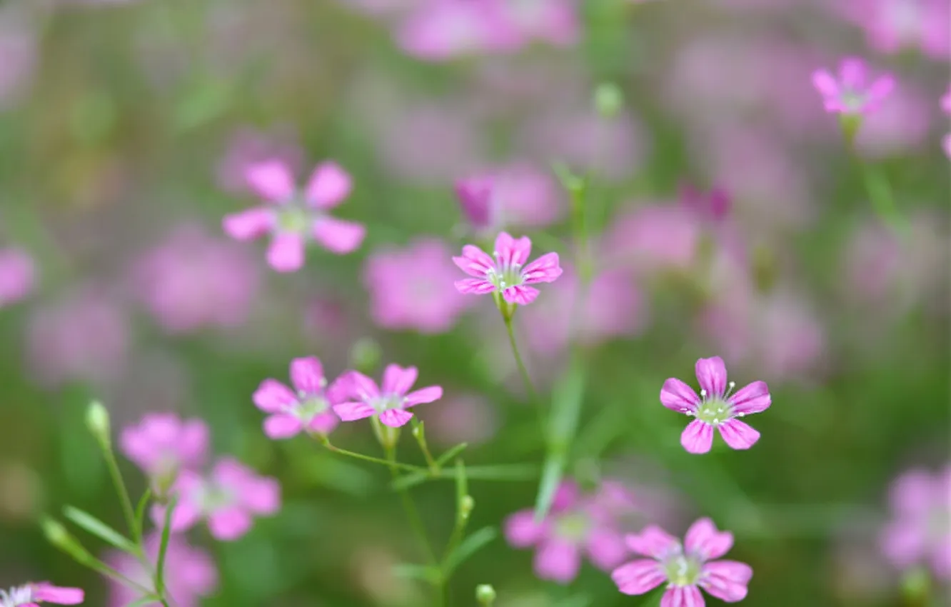 Photo wallpaper macro, plant, petals, garden, meadow