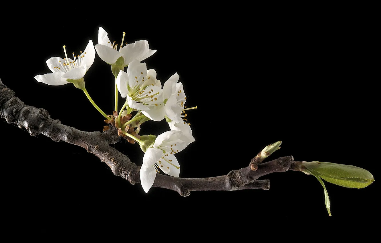 Photo wallpaper flowers, tree, branch, spring, garden