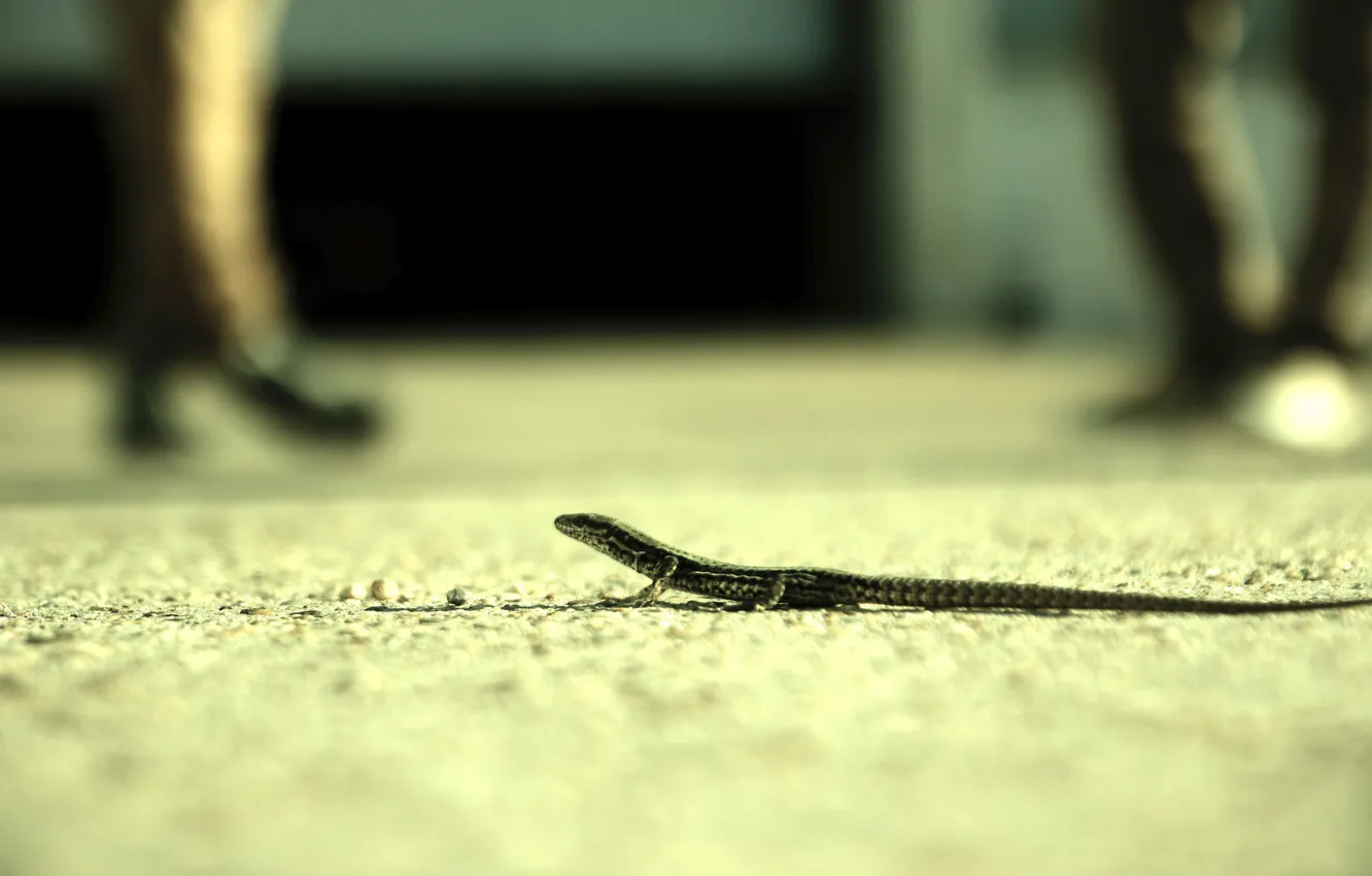 Photo wallpaper road, animal, lizard, tail