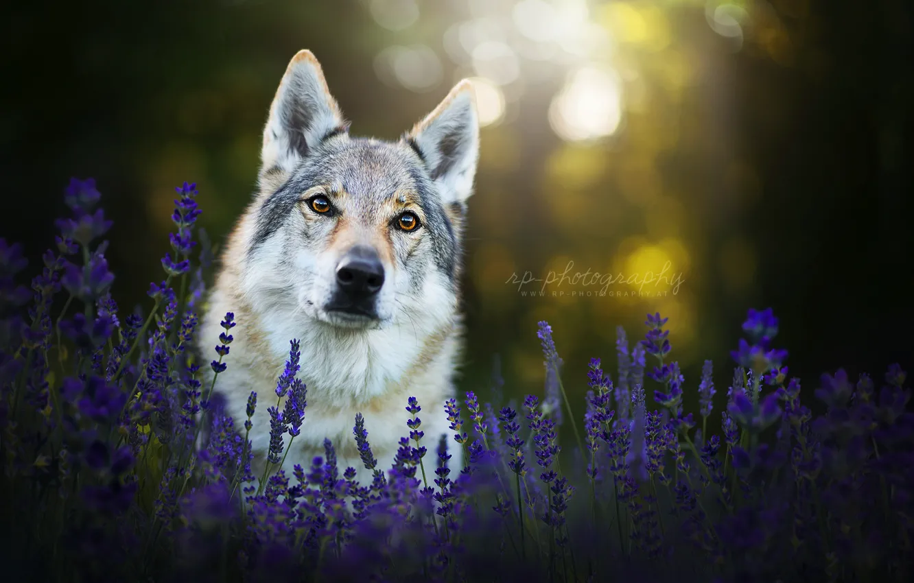Photo wallpaper look, face, flowers, dog, lavender, the Czechoslovakian Wolfdog