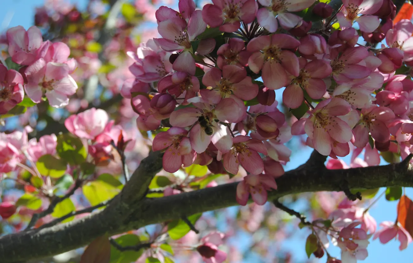 Photo wallpaper flowers, bee, tree, Sakura, cherry blossom