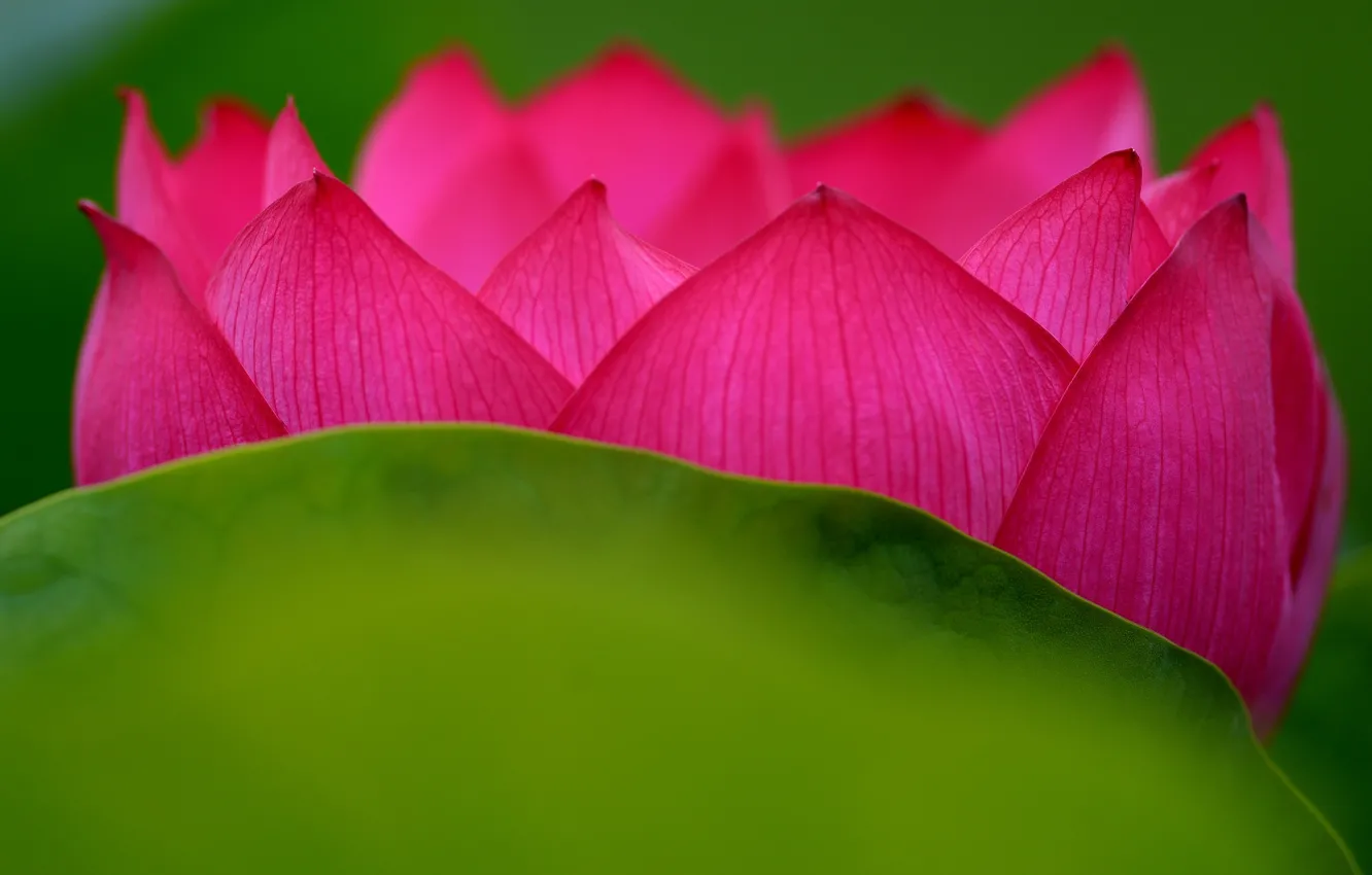 Photo wallpaper flowers, paint, petals, Lotus