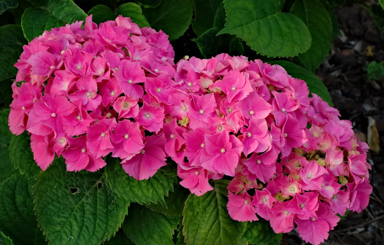 Photo wallpaper flowers, color, flowering, the bushes, hydrangea