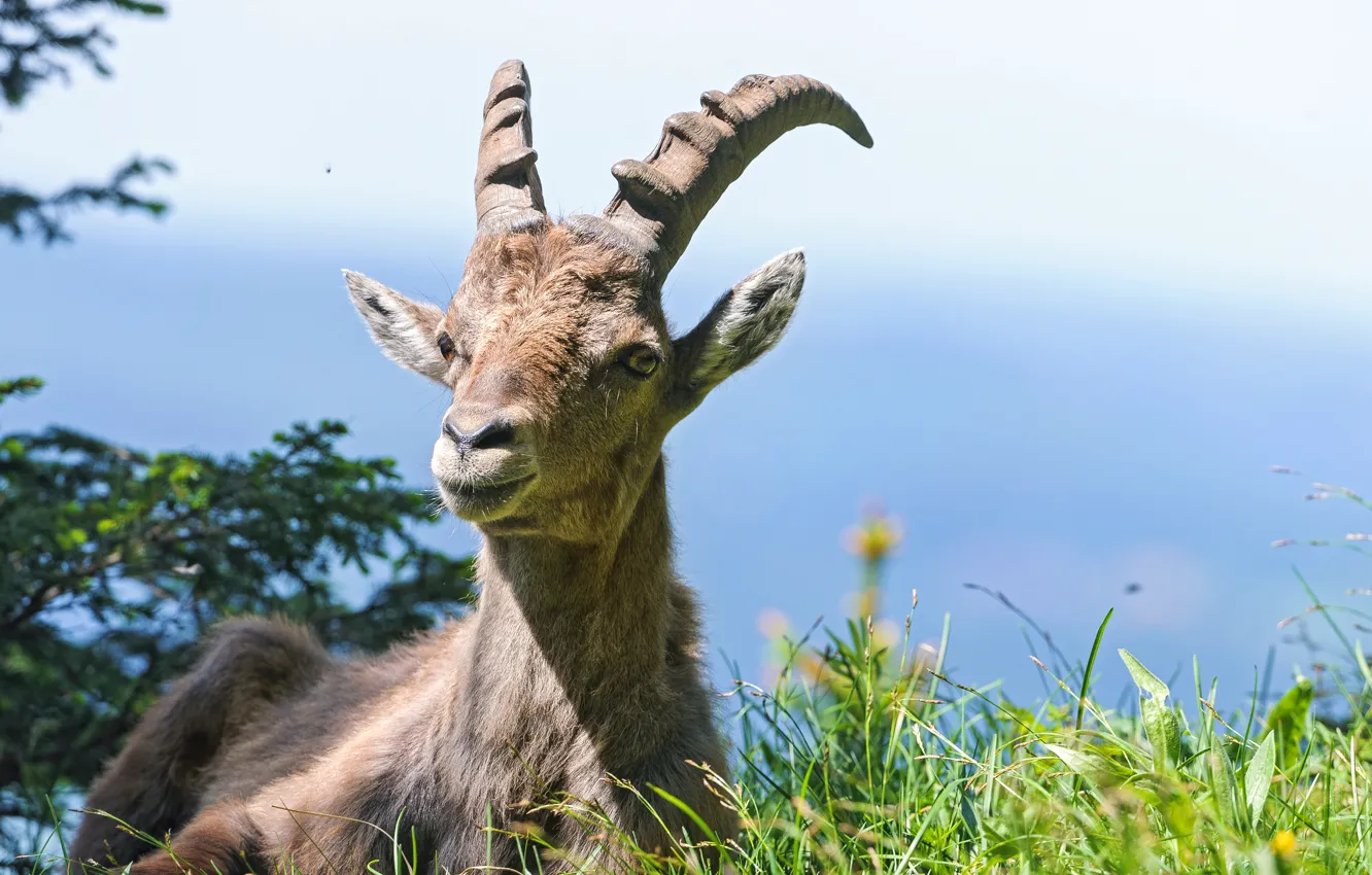 Photo wallpaper grass, Alpine, ©Tambako The Jaguar, mountain goat, ibex