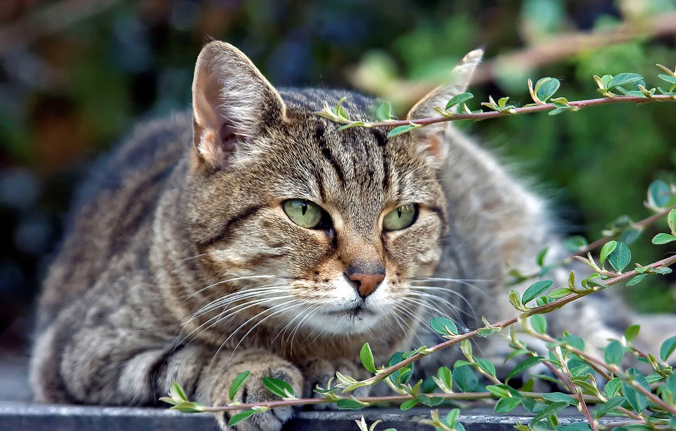 Photo wallpaper cat, look, grey, stay