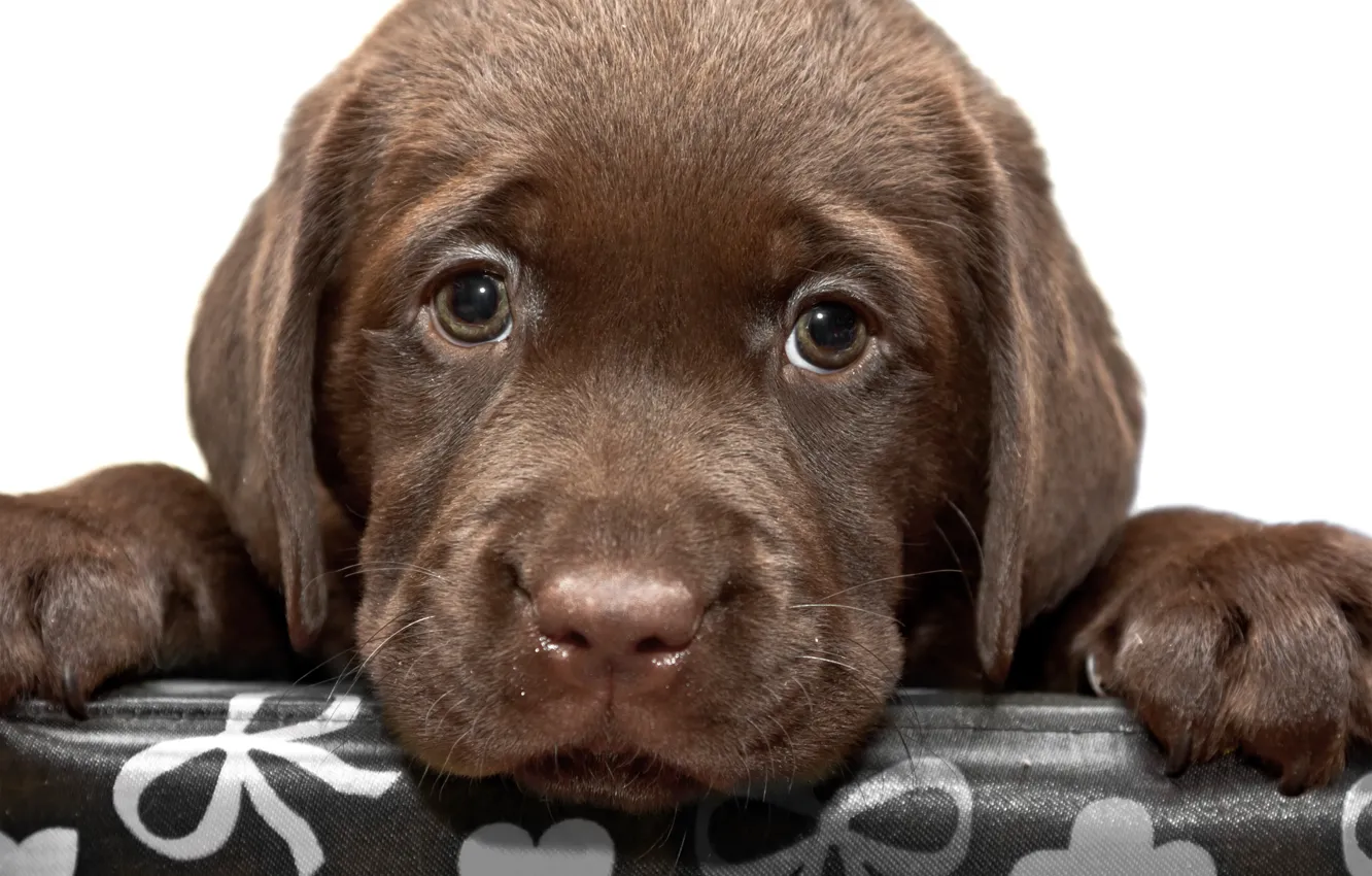 Photo wallpaper dog, puppy, Labrador