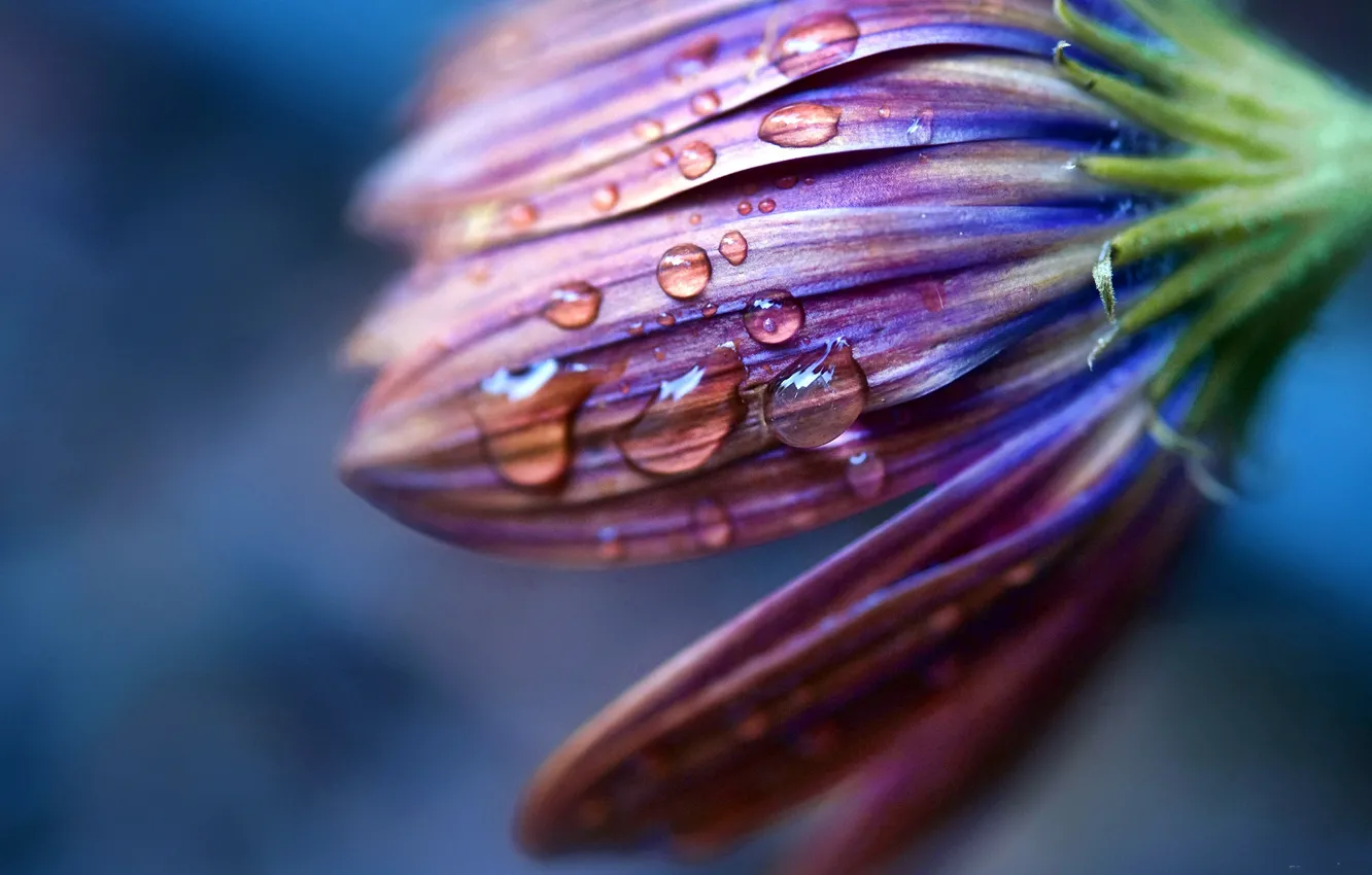 Photo wallpaper water, drops, macro, Rosa, petals