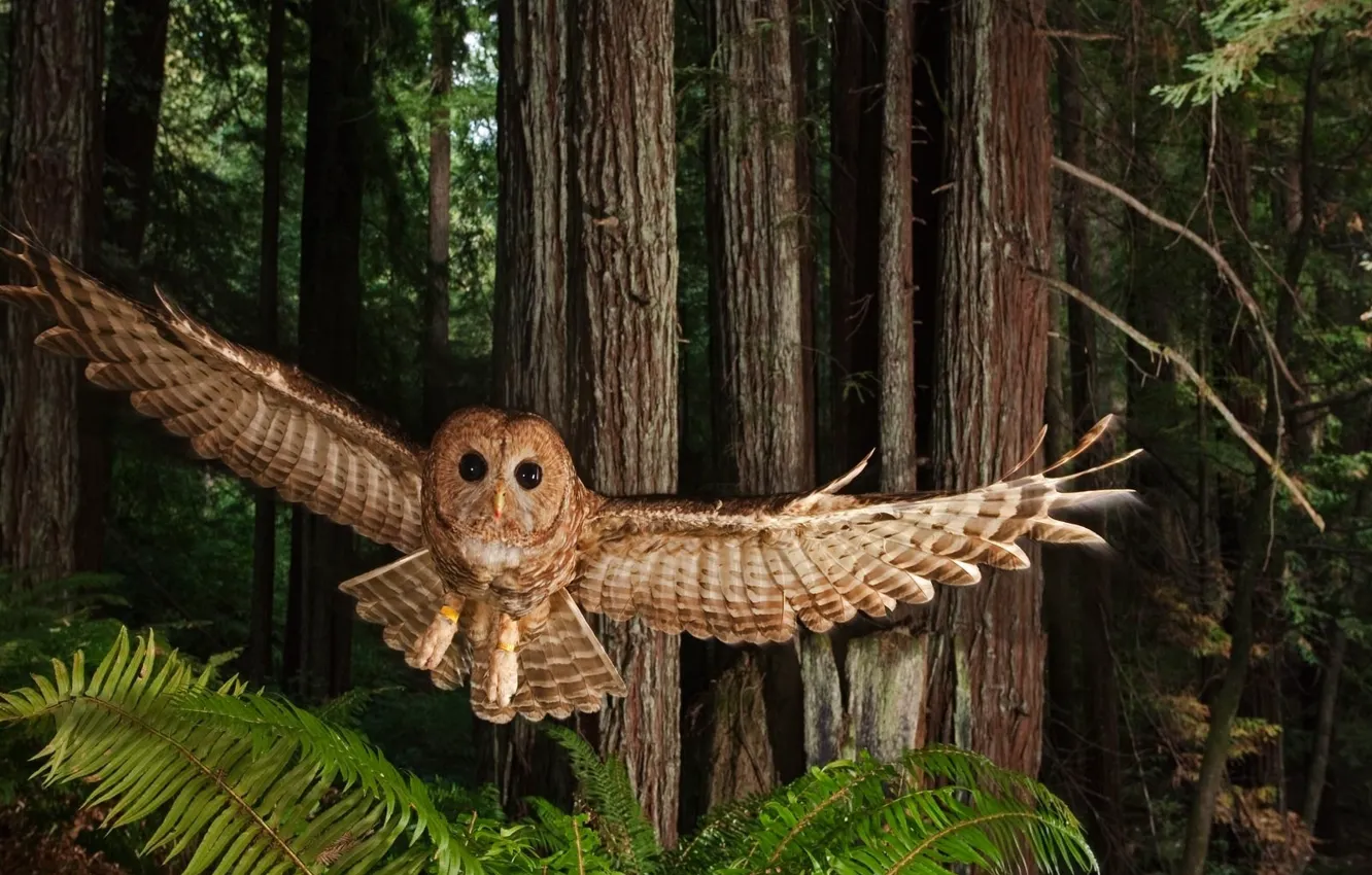 Photo wallpaper forest, flight, bird, wings, stroke