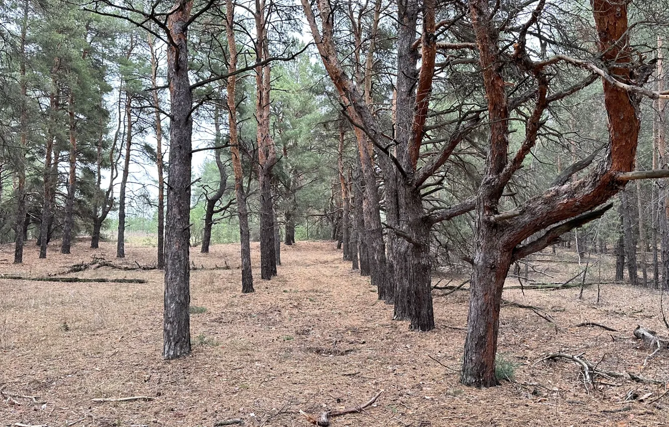 Photo wallpaper forest, needles, pine