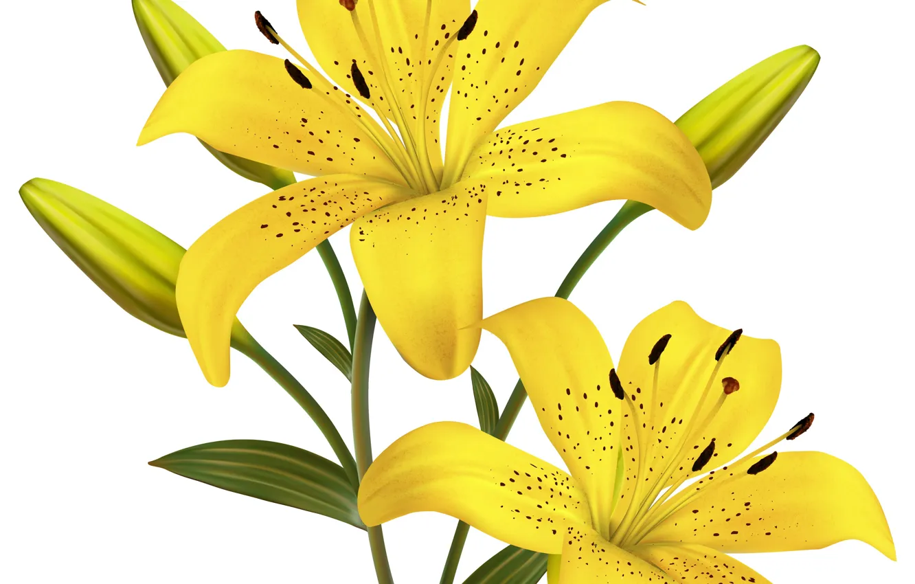 Photo wallpaper Flowers, Yellow, Background, Lily