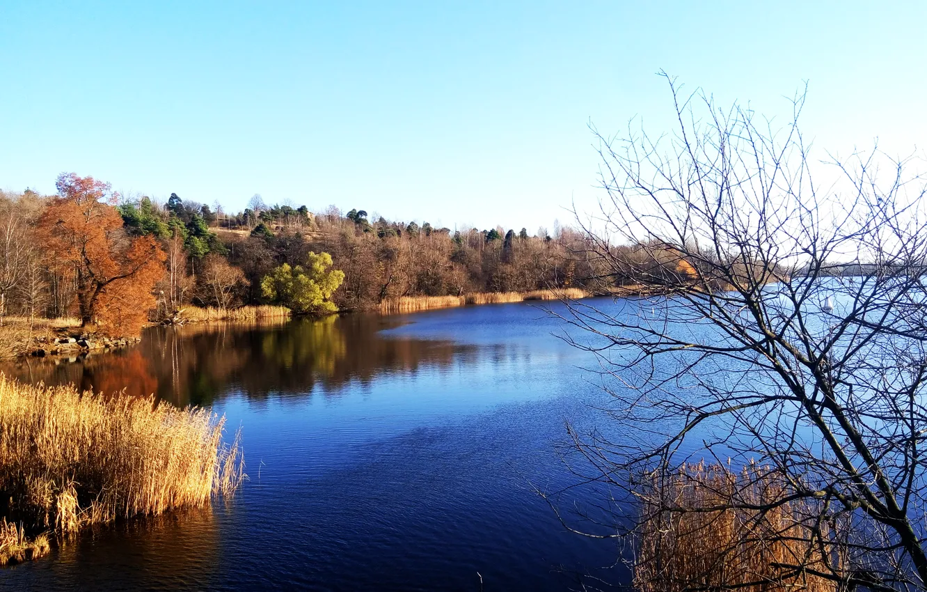 Photo wallpaper autumn, forest, trees, river