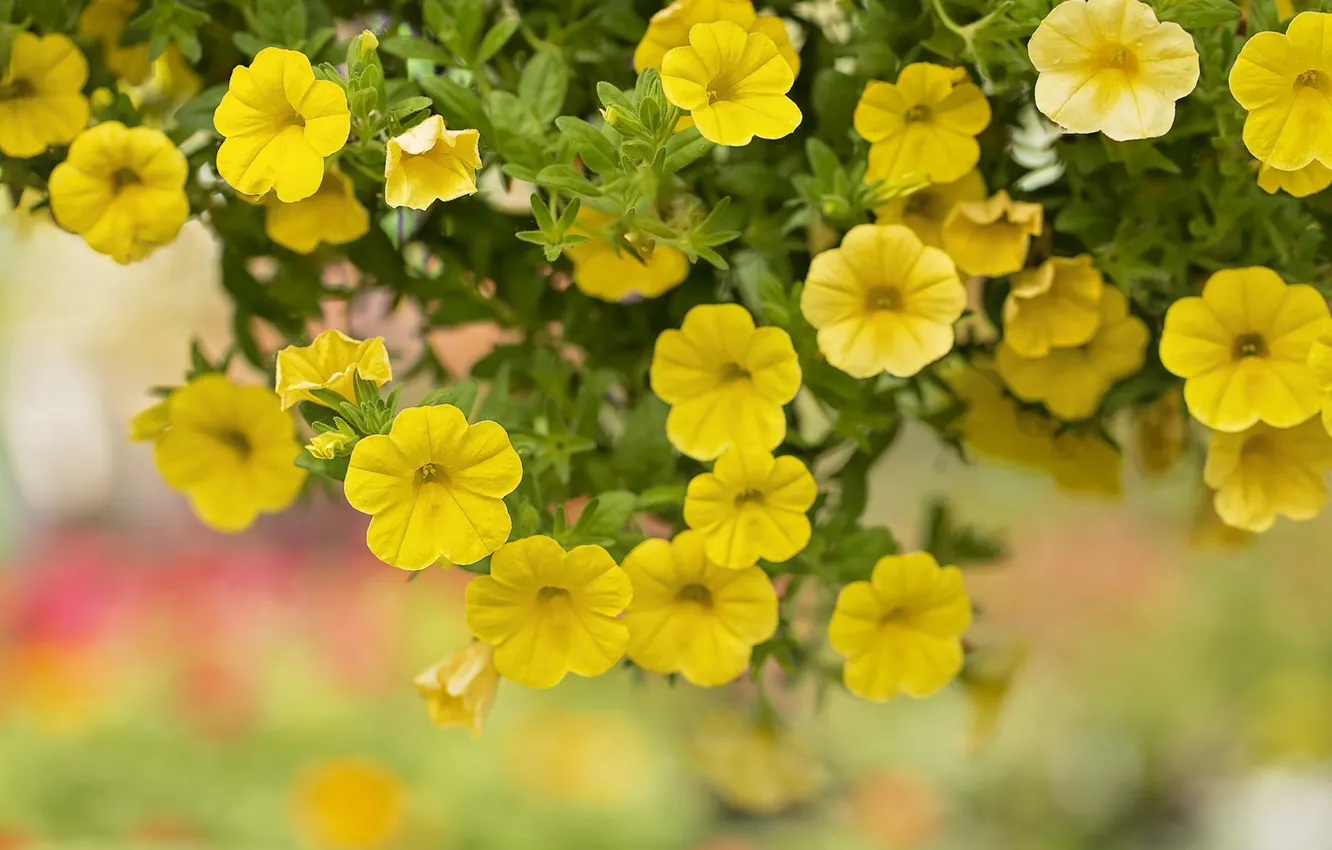 Photo wallpaper macro, yellow, Petunia