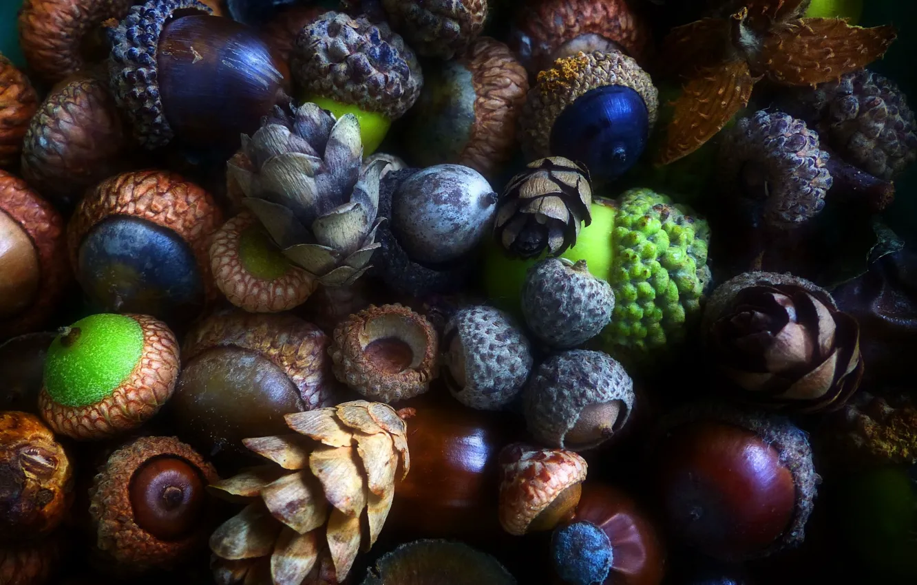 Photo wallpaper texture, fruit, acorns